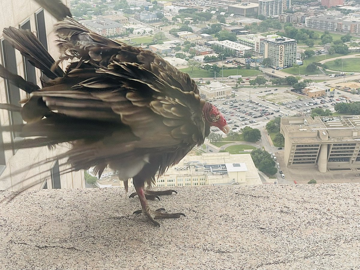 Captured this turkey vulture in mid-shake on the ledge outside my office window in downtown Dallas. #birds #Texas #urbanwildlife