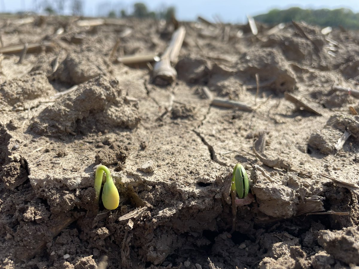 Channel 3823RXF pushing through in Posey county Indiana today!  💪🏻 emergence is just one highlight of this must have bean for S Indiana. Planted 3/28. <a href="/ChannelSeed/">Channel Seed</a> <a href="/RRXtend/">@RRXtend</a> #plant24