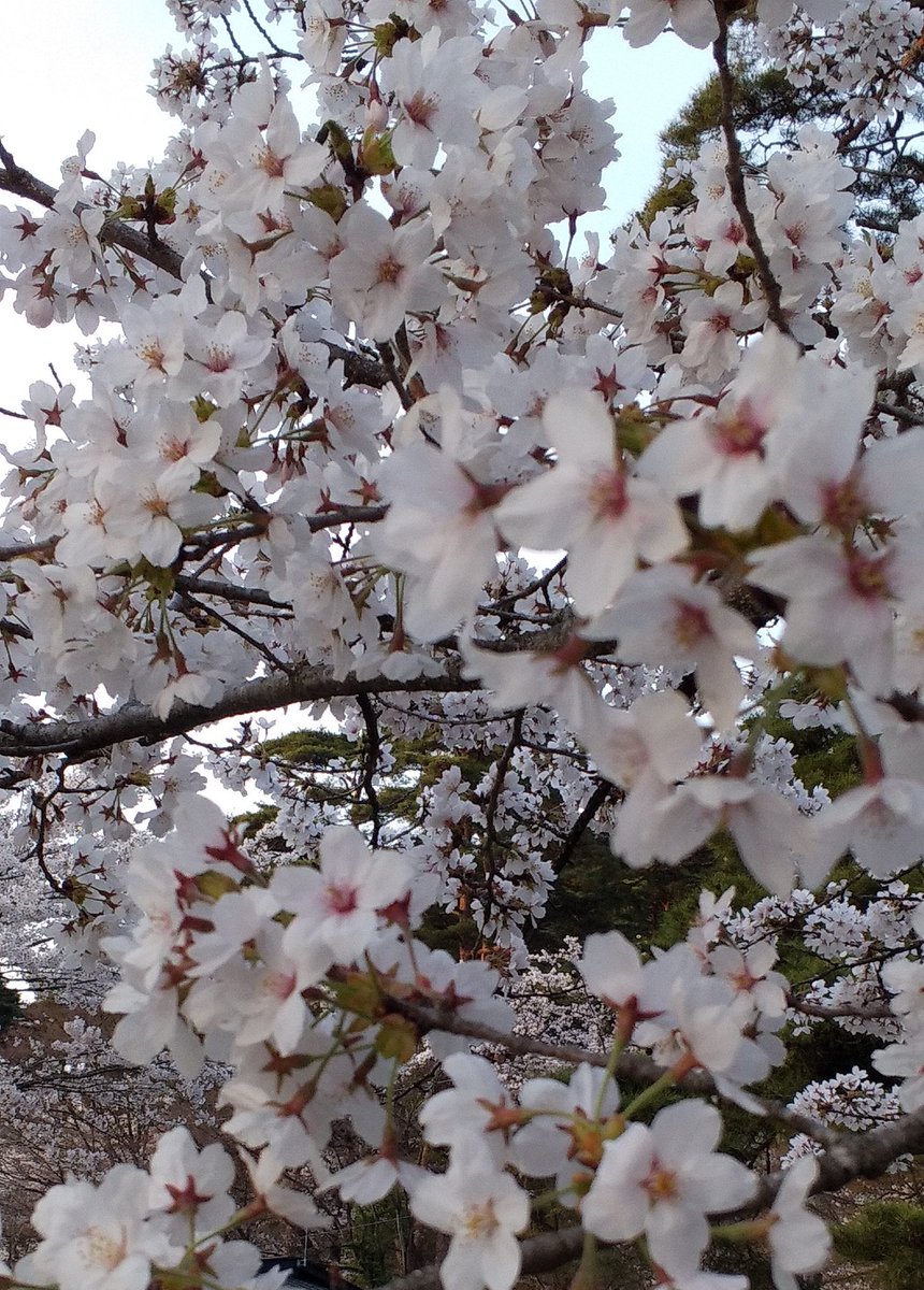 mweagu's tweet photo. おはようございます☀
桜は満開🌸
つくしが顔を出し…
八重桜も咲き始めて…
カエルがゲコゲコ🐸
一番好きな季節〜春❤
今日も１日頑張ろ☺️ https://t.co/wPvldzuzkL