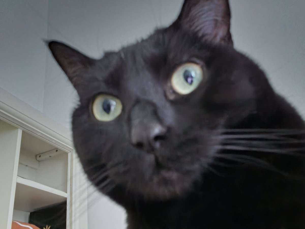 IDOL_CATS's tweet photo. she frew up on my little brother. we call her Pukia now https://t.co/kzq1JP9FTy