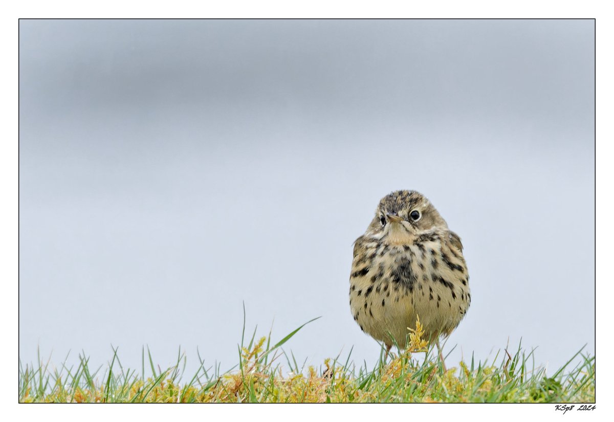 Miserable Mipit.
2024.04.10: Meadow pipit on stormy day, Isle of Mull.
#fsprintmonday #appicoftheweek
<a href="/Natures_Voice/">RSPB</a> #BBCWildlifePOTD
<a href="/NatureUK/">NatureUK</a> #BirdsSeenIn2024
<a href="/ThePhotoHour/">#ThePhotoHour</a> #WildlifePhotography
#ethicsbeforeimages
<a href="/UKNikon/">Nikon UK & Ireland</a> 500+#Sigma600+crop