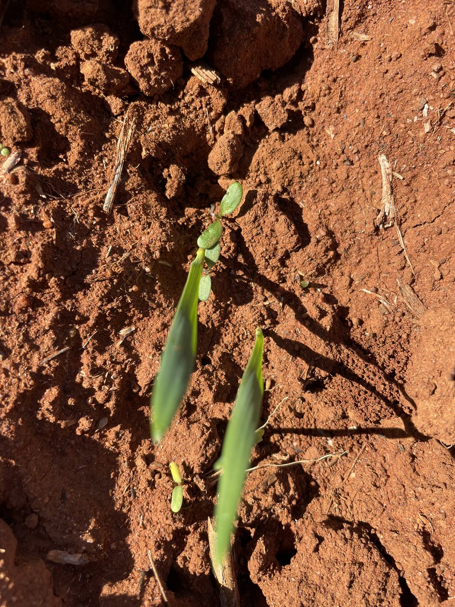 Winter crop away! Good rains has seen Dryland crops in and up over the last couple of weeks. These oats powering out of the ground in just 5 days along with the lucerne sown with it.