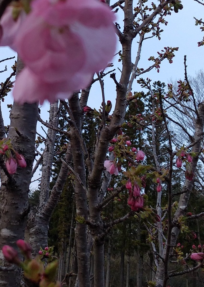 mweagu's tweet photo. おはようございます☀
桜は満開🌸
つくしが顔を出し…
八重桜も咲き始めて…
カエルがゲコゲコ🐸
一番好きな季節〜春❤
今日も１日頑張ろ☺️ https://t.co/wPvldzuzkL