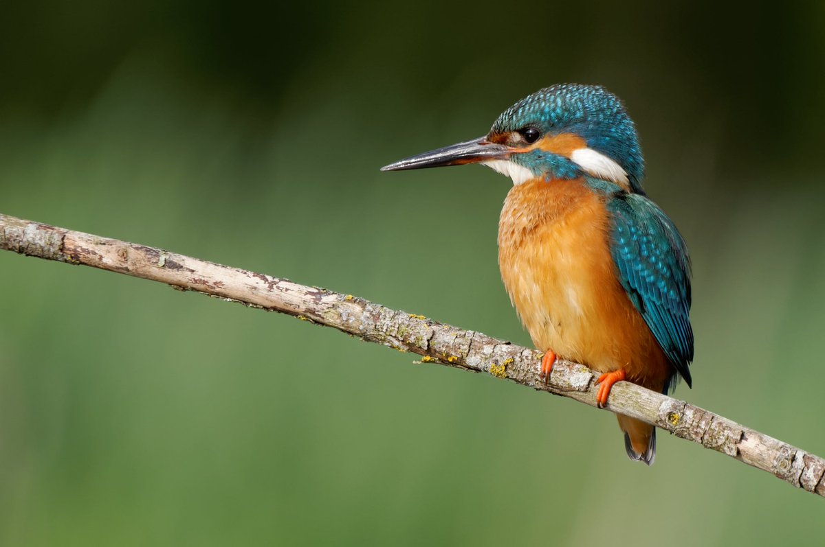 We are delighted to have the opportunity to co- ordinate surveys of the most splendid #Kingfisher in 7 river systems across all provinces. This survey, commissioned by @NPWSIreland will require up to 3 surveys of Kingfishers between now and mid-June 2024. 1/n