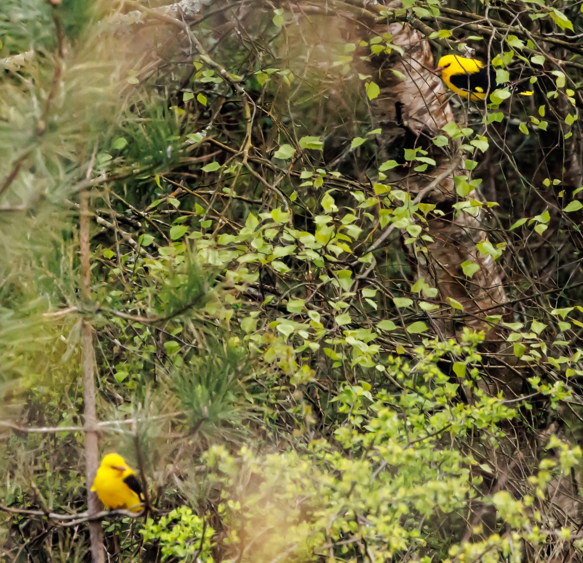 Two Golden Oriole seen at Cwm Ivy, Gower. Thanks to the finder 👍 @GOWEROS1 @birdsinwales