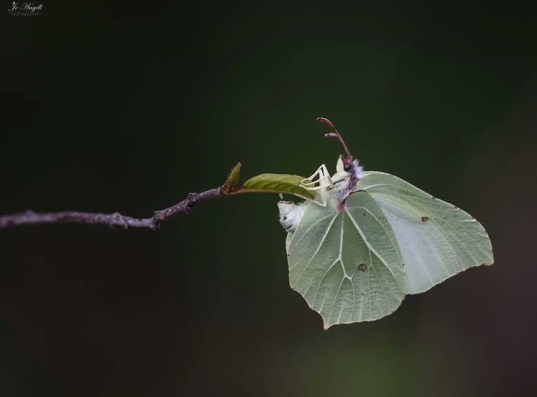 Female Brimstone egg laying on buckthorn

@CanonUKandIE @TheParksTrust #theparkstrust #Buckinghamshire @scenesfromMK #scenesfrommk #cupoty