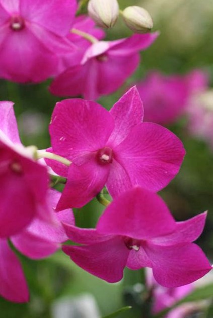 Happy to share this phalaenopsis dendrobium on  #MagentaMonday ...

#sharingiscaring
#Kindness 
#Flowers