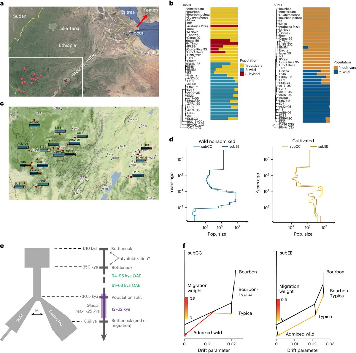 Genomic sequencing of #coffee #plants revealed:
☕️ a founding polyploid event between ~500,000 years ago;
☕️ multiple predomestication bottleneck events; &
☕️ introgression between cultivars and wild coffee

This work paves way for genomics-based breeding of coffee

#biology #sci