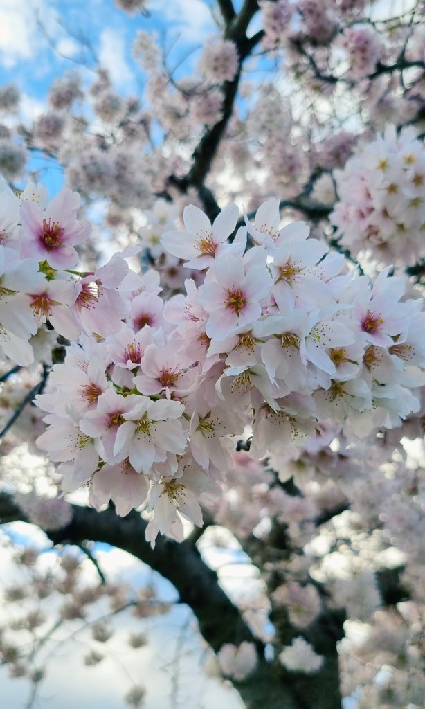 @StormHourMark Japanese Flowering Cherry Tree in full flower.
Bedfordshire UK 
#ThePhotoHour #StormHour #ThemeoftheWeek #blossom