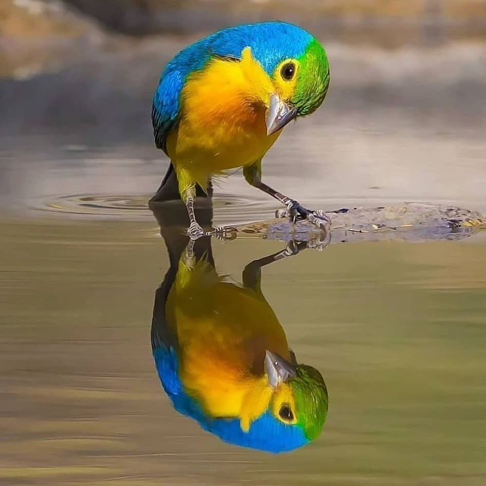 This one likes his reflection did not know until now how beautiful he is.