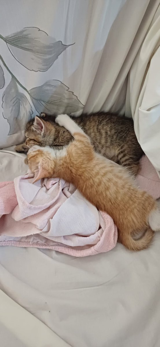 mininosmurcia's tweet photo. Bizcocho y Galleta buscan humano al que endulzar la vida! Rescatados de la calle cuando eran aún lactantes, ya comen solitos y buscan #AdopcionResponsable conjunta! #Murcia RT! https://t.co/uaPY1OwqPt