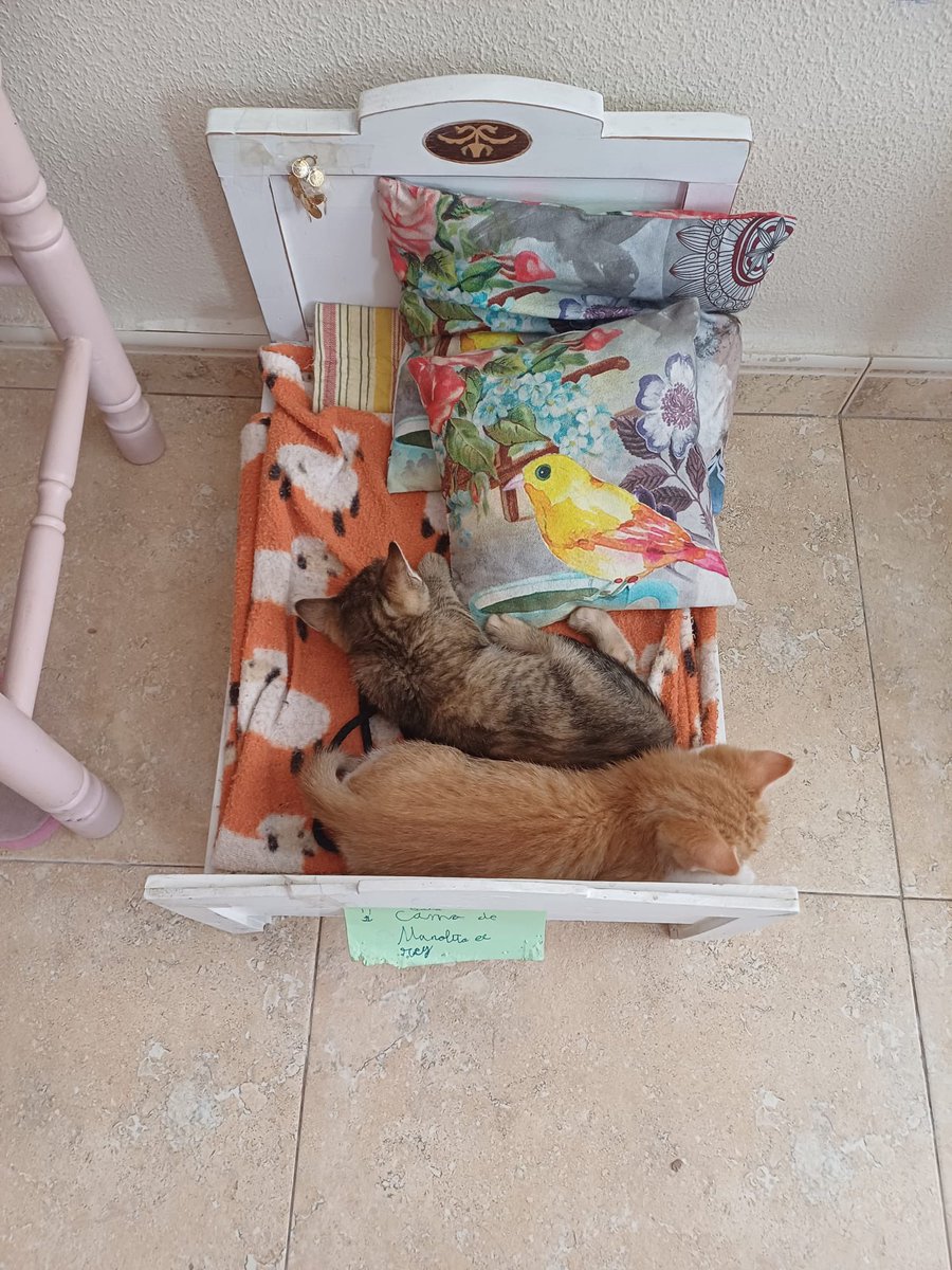 mininosmurcia's tweet photo. Bizcocho y Galleta buscan humano al que endulzar la vida! Rescatados de la calle cuando eran aún lactantes, ya comen solitos y buscan #AdopcionResponsable conjunta! #Murcia RT! https://t.co/uaPY1OwqPt