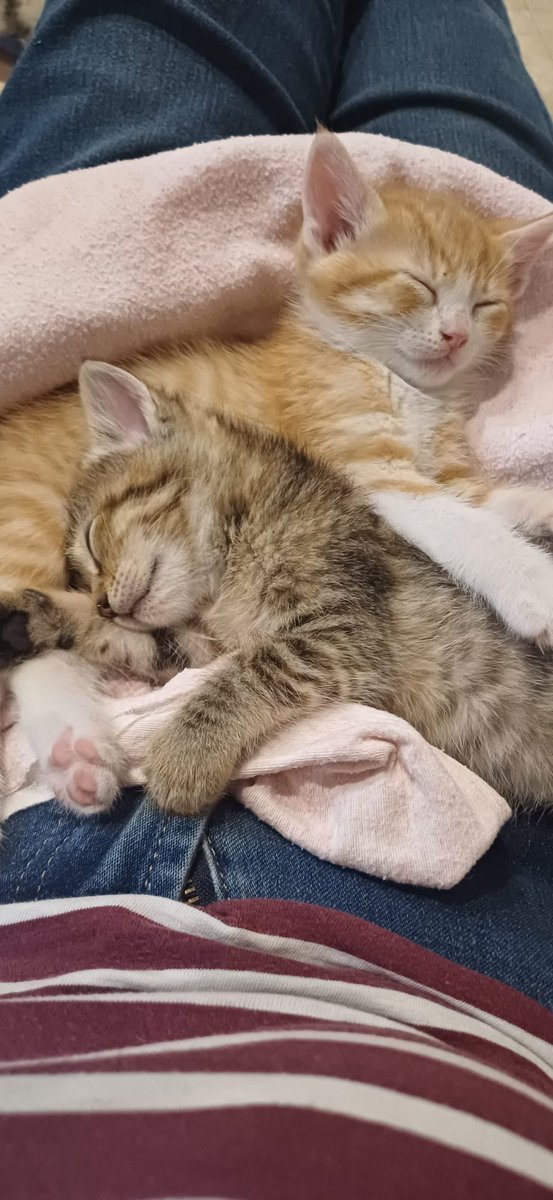 mininosmurcia's tweet photo. Bizcocho y Galleta buscan humano al que endulzar la vida! Rescatados de la calle cuando eran aún lactantes, ya comen solitos y buscan #AdopcionResponsable conjunta! #Murcia RT! https://t.co/uaPY1OwqPt