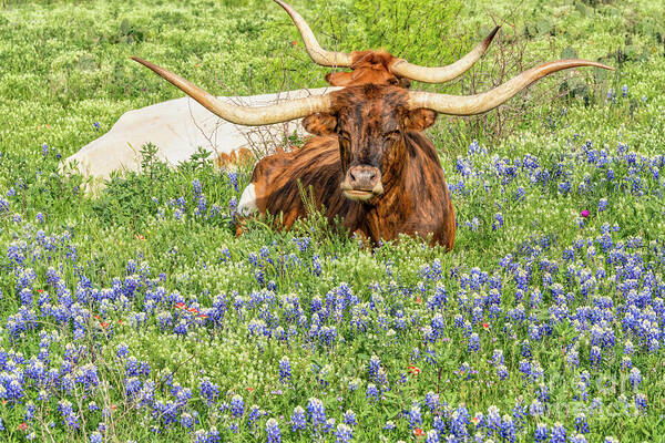 Texas Longhorns in Bluebonnet Wildflowers t2m.io/gR17Zqui  #LonghornsWithBluebonnets #longhorns #wildflowers #TexasLonghorn #cattle #livestock #texashillcountry #spring #flowers #bluebonnets #buyart #ayearforart #fineart #photography