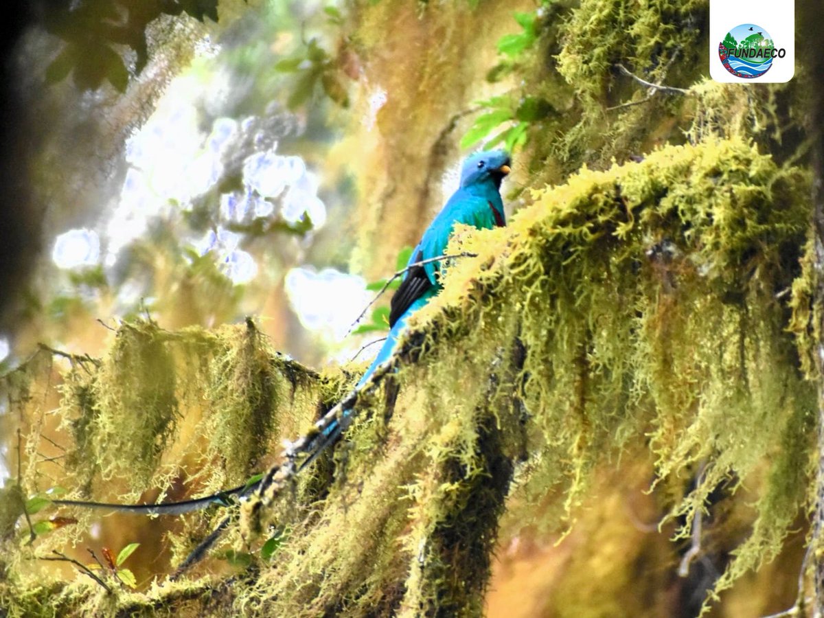 #NOTICIAS 🌿🐦🇬🇹Personal encargado de monitoreo y observación de aves en #Huehuetenango reportó el ¡primer avistamiento del resplandeciente #Quetzal en la Reserva Ecológica Comunitaria San José y San Francisco!
#resplandecientequetzal #bosques #Conservación #biodiversidad