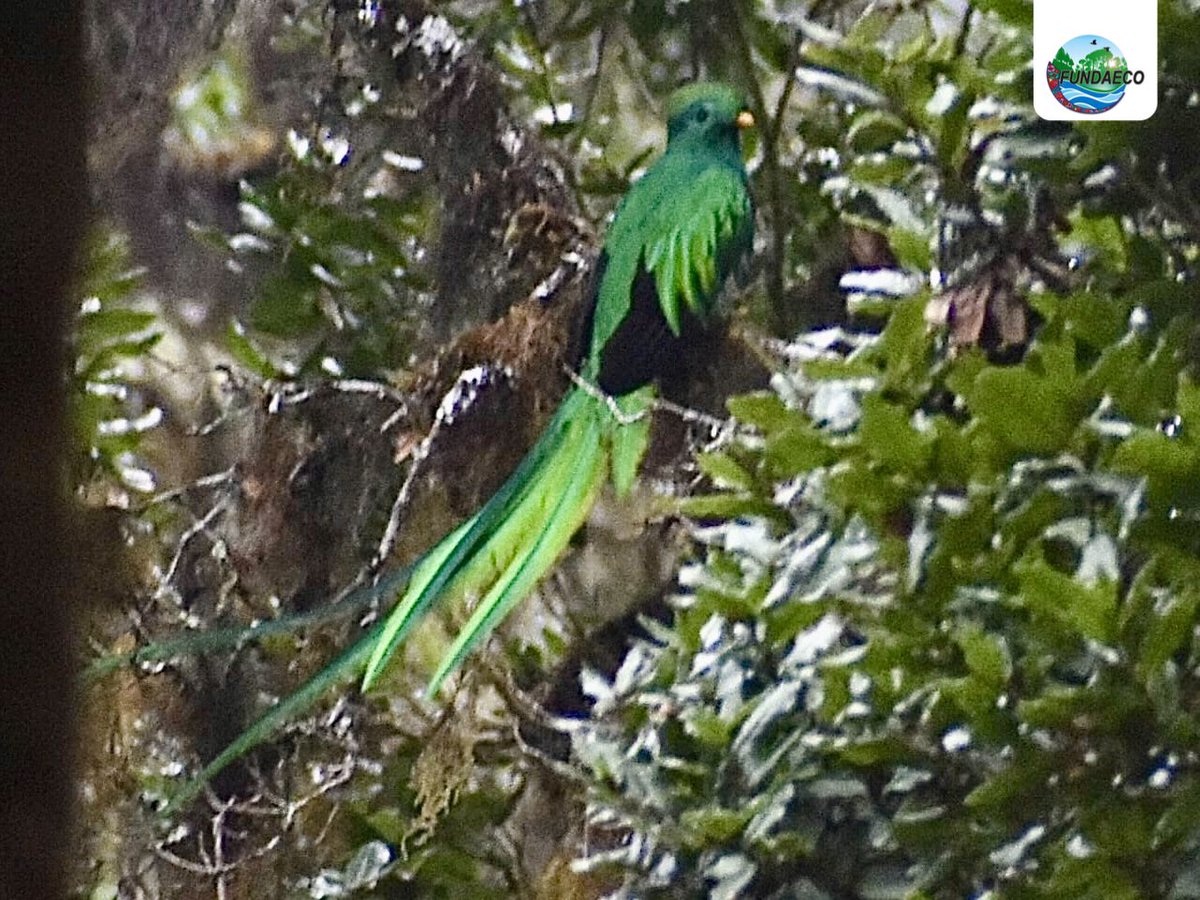 fundaecoguate's tweet photo. #NOTICIAS 🌿🐦🇬🇹Personal encargado de monitoreo y observación de aves en #Huehuetenango reportó el ¡primer avistamiento del resplandeciente #Quetzal en la Reserva Ecológica Comunitaria San José y San Francisco!
#resplandecientequetzal #bosques #Conservación #biodiversidad https://t.co/yDRJ2vPy4y