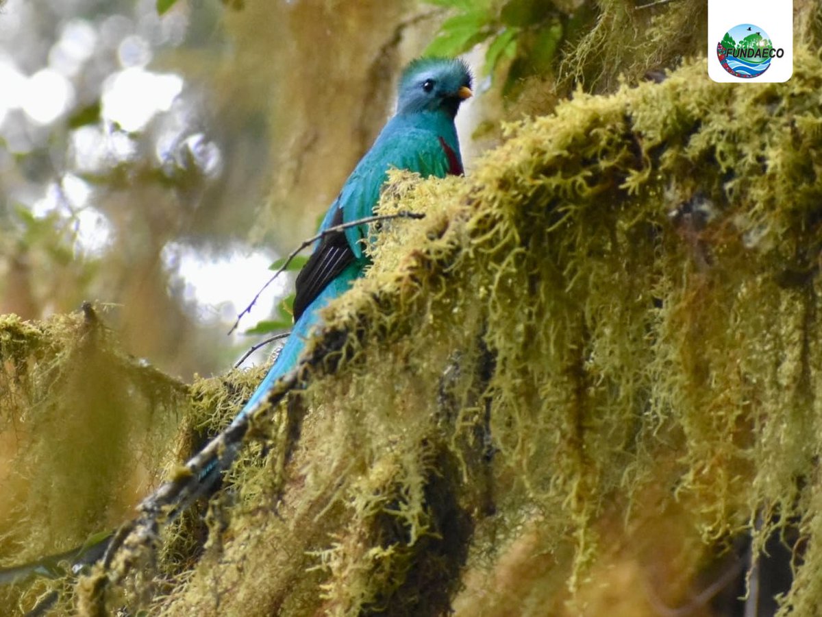 fundaecoguate's tweet photo. #NOTICIAS 🌿🐦🇬🇹Personal encargado de monitoreo y observación de aves en #Huehuetenango reportó el ¡primer avistamiento del resplandeciente #Quetzal en la Reserva Ecológica Comunitaria San José y San Francisco!
#resplandecientequetzal #bosques #Conservación #biodiversidad https://t.co/yDRJ2vPy4y