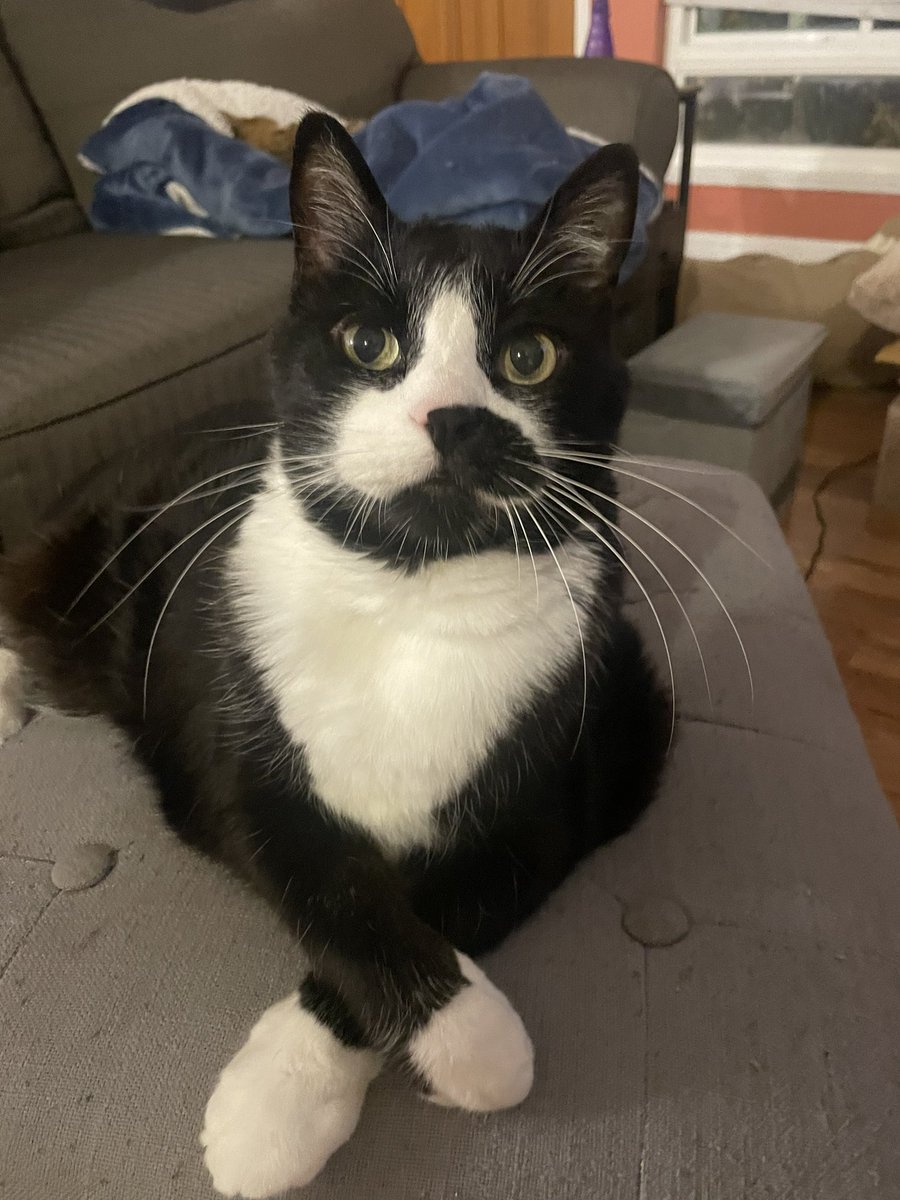 Sam the tuxedo cat relaxes on an ottoman, front paws crossed, looking polite and professional.