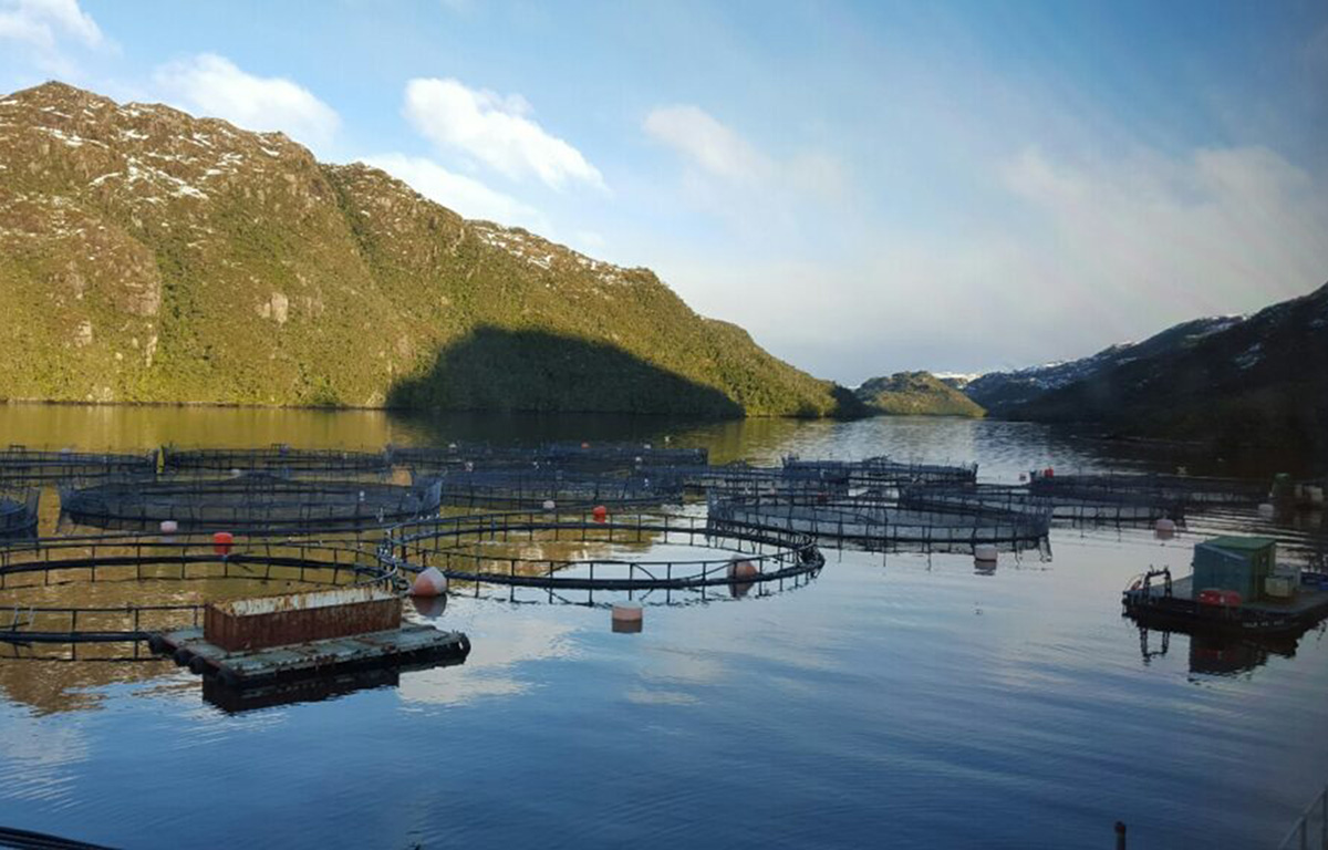 Nova Austral loses appeal, will pay USD 1 million fine after losses widened in Q4 2023 &gt;&gt; ow.ly/BV6950RgHOX #Seafood #SeafoodSource #seafoodindustry