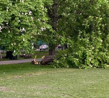 Quite a few trees in Clissold Park are rotting at their base <a href="/hackneycouncil/">Hackney Council</a> and today someone was very nearly seriously injured when this tree fell right in front of him. Tell your park rangers to do their due diligence.  #Hackney