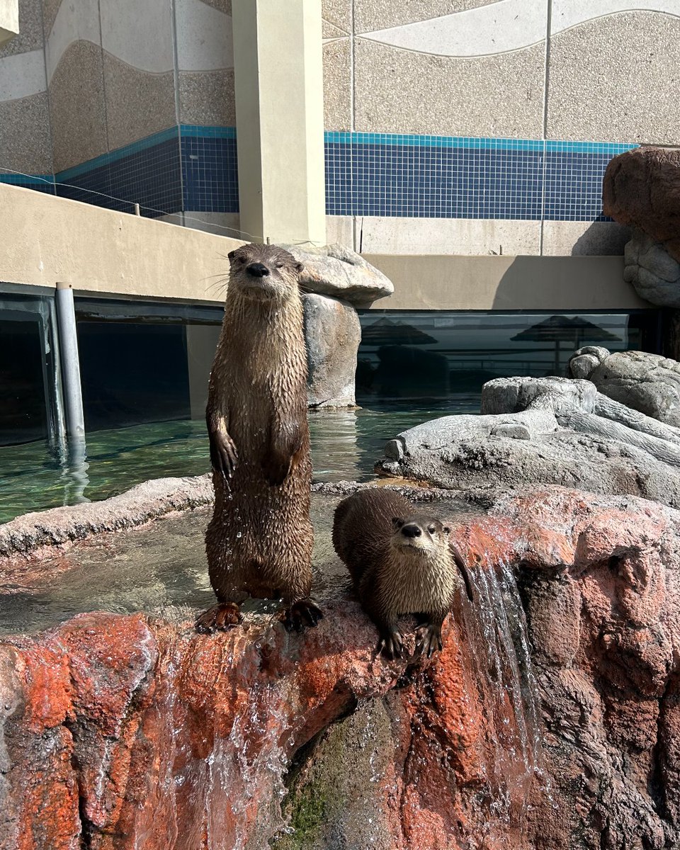 The Texas State Aquarium has been nominated for the USA TODAY @10Best Readers' Choice Award for Best Aquarium in North America for the sixth consecutive year. 🤩 It would be FINtastic if you help us get to the Top 5! 👉 bit.ly/3JfX6U1 👈