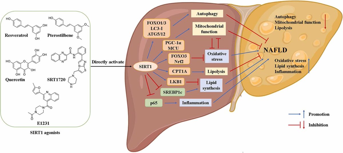 Amazing discussion on the role of Sirtuin 1 (SIRT1) on non-alcoholic fatty liver disease (NAFLD) and underlining mechanisms: doi.org/10.1016/j.phrs… #sirtuin #fattyliverdisease #PharmacolRes #openaccess #Research #PharmaTwitter #MedTwitter