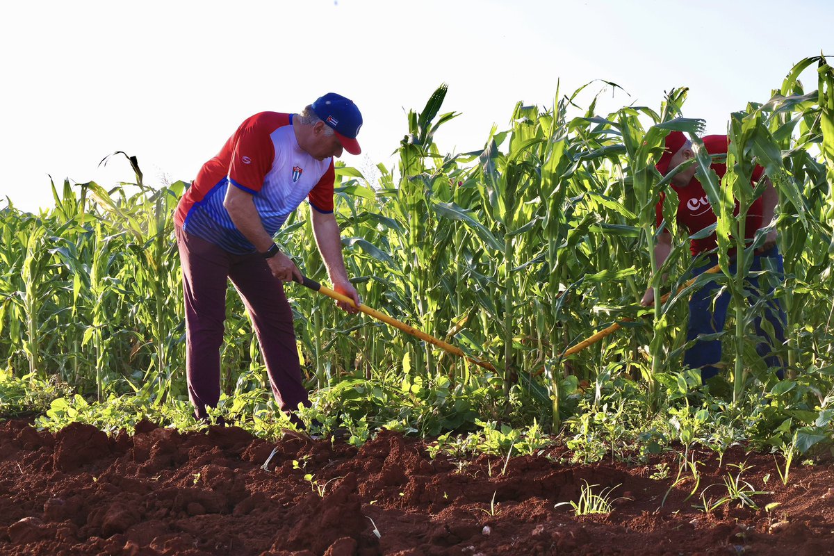 Son las 6.00pm del día 15 de Abril. Hace casi 24 horas que el campesino @DiazCanelB no aparece por X. Así debe estar de agotado físicamente de su ardua jornada agrícola realizada ayer Domingo. Descansa muñecón. @leticiadeCuba @PresidenciaCuba