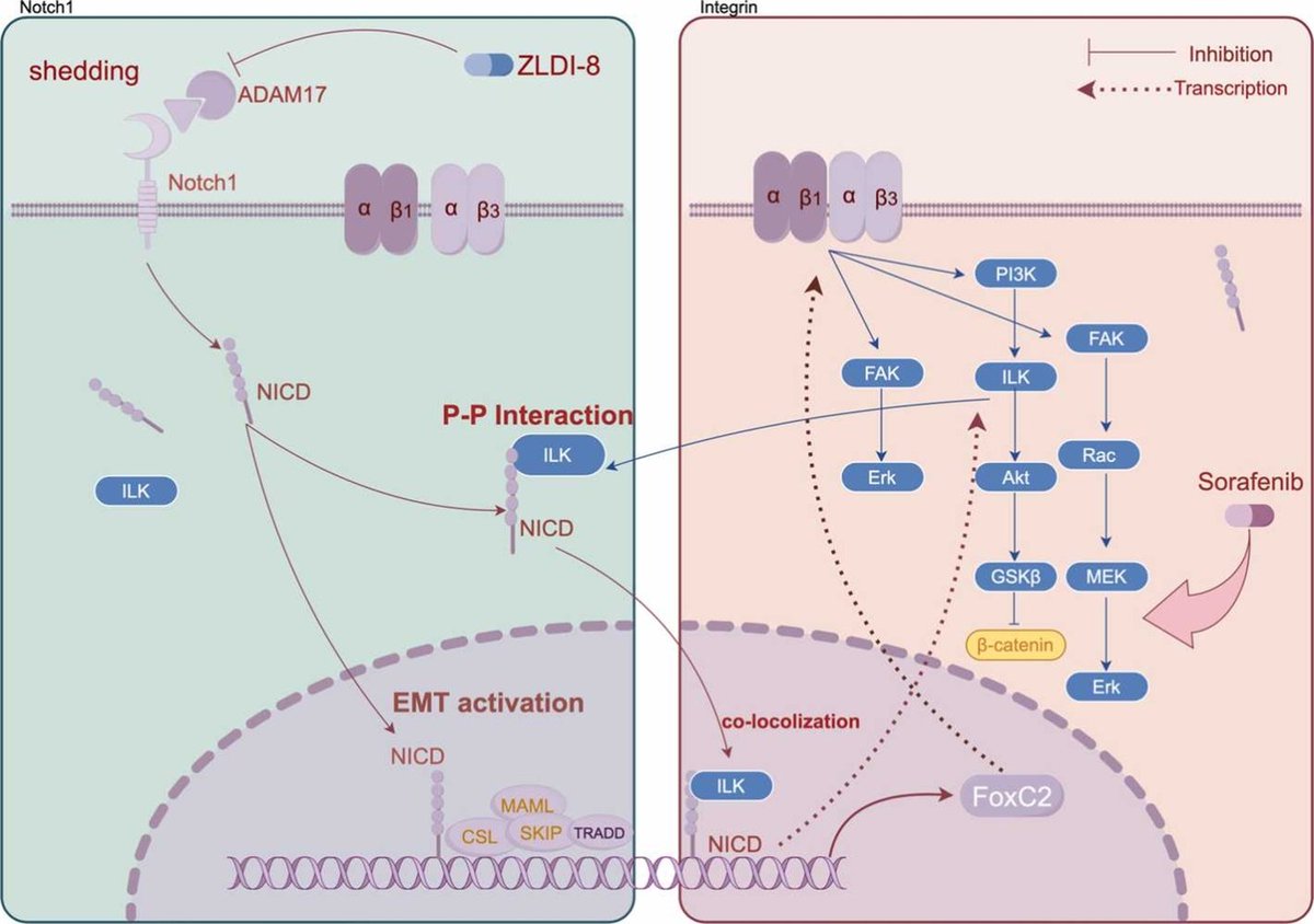 Preclinical study showed that an ADAM17 inhibitor (ZLDI-8) sensitizes hepatocellular carcinoma cells to sorafenib through Notch1-integrin β-talk: doi.org/10.1016/j.phrs… #ADAM17 #hepatocellularcarcinoma #PharmacolRes #openaccess #Research #PharmaTwitter #MedTwitter