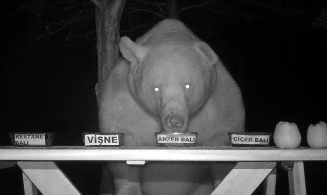 OK, a bee farmer was tired of bears stealing his honey, so he turned them into taste testers. This is actually genius.