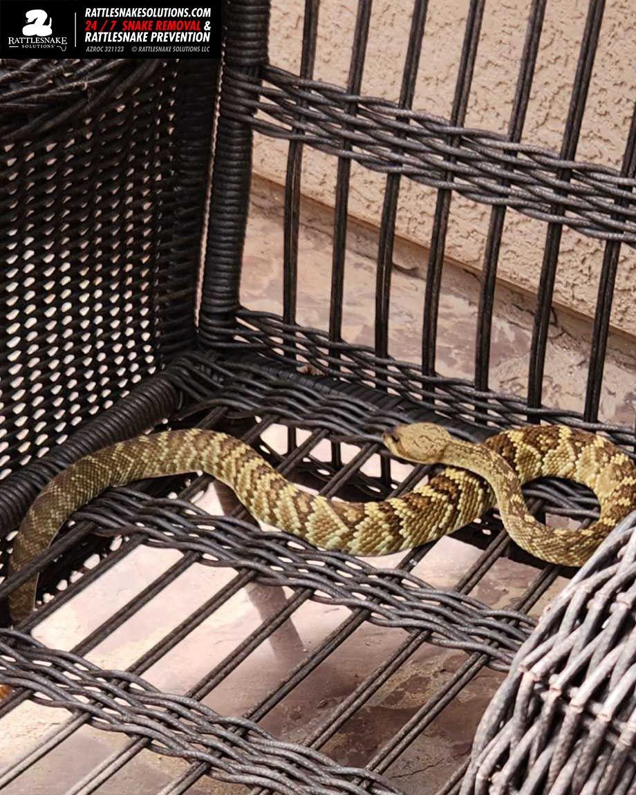 A call came into Amy with our Prescott hotline to report a rattlesnake, which they identified correctly as a Blacktailed Rattlesnake. This species often climbs trees and bushes – maybe this wicker chair seemed like a place it might get a bird :)