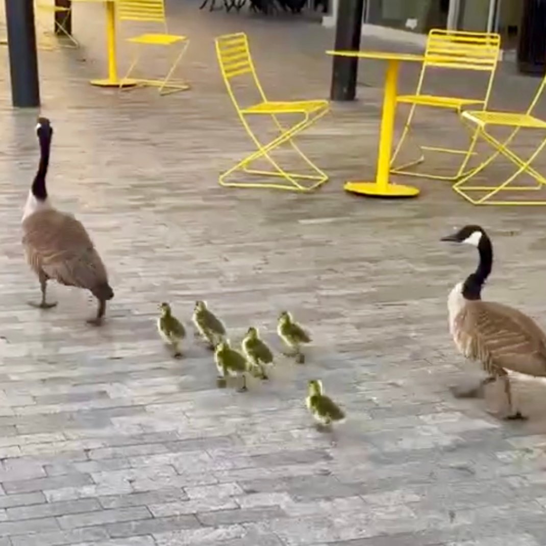 🦆 🦆🪿 <a href="/GvlPD/">Greenville SC Police</a> Downtown officers never know who will need help crossing the road. Thanks to the drivers who waited for this family to waddle.