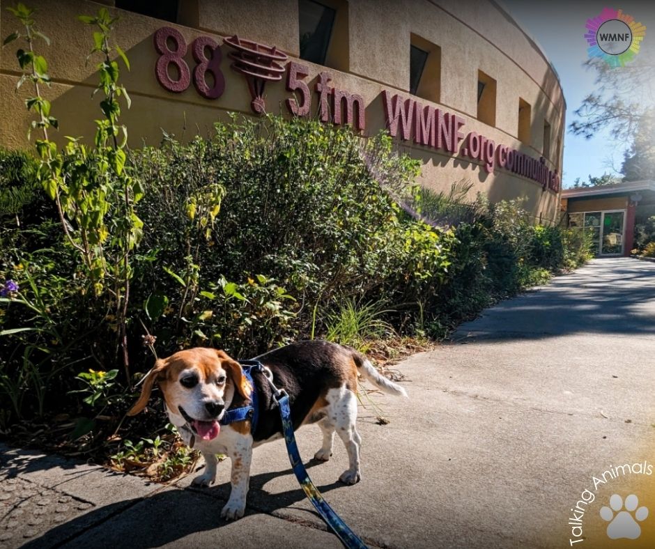 It's time for a WMNF Recap story! 🎉 Unleashing Hope is making a difference in our community for humans and Beagle Pups alike! 🐶 CLICK FOR FULL STORY ==> link.wmnf.org/TalkingAnimals… Check back often for recaps you don't want to miss. #wmnf #communityradio #Beagles