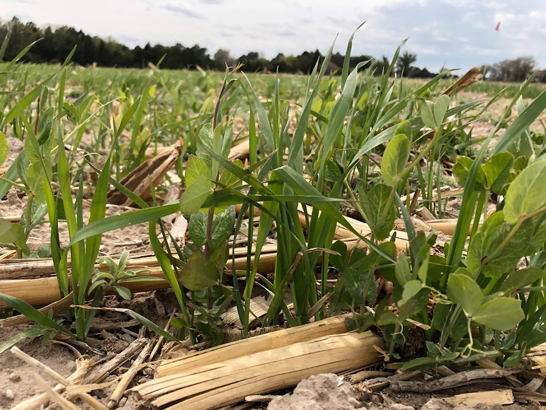 Attendees of @UNLExtension's upcoming Cover Crops Field Day will learn about the N equivalence of #covercrops, identifying species & understanding growth stages + mitigating #nitrate leaching in cornfields. » ow.ly/otA350RguLG #NebExt #ag #Nebraska #cropproduction