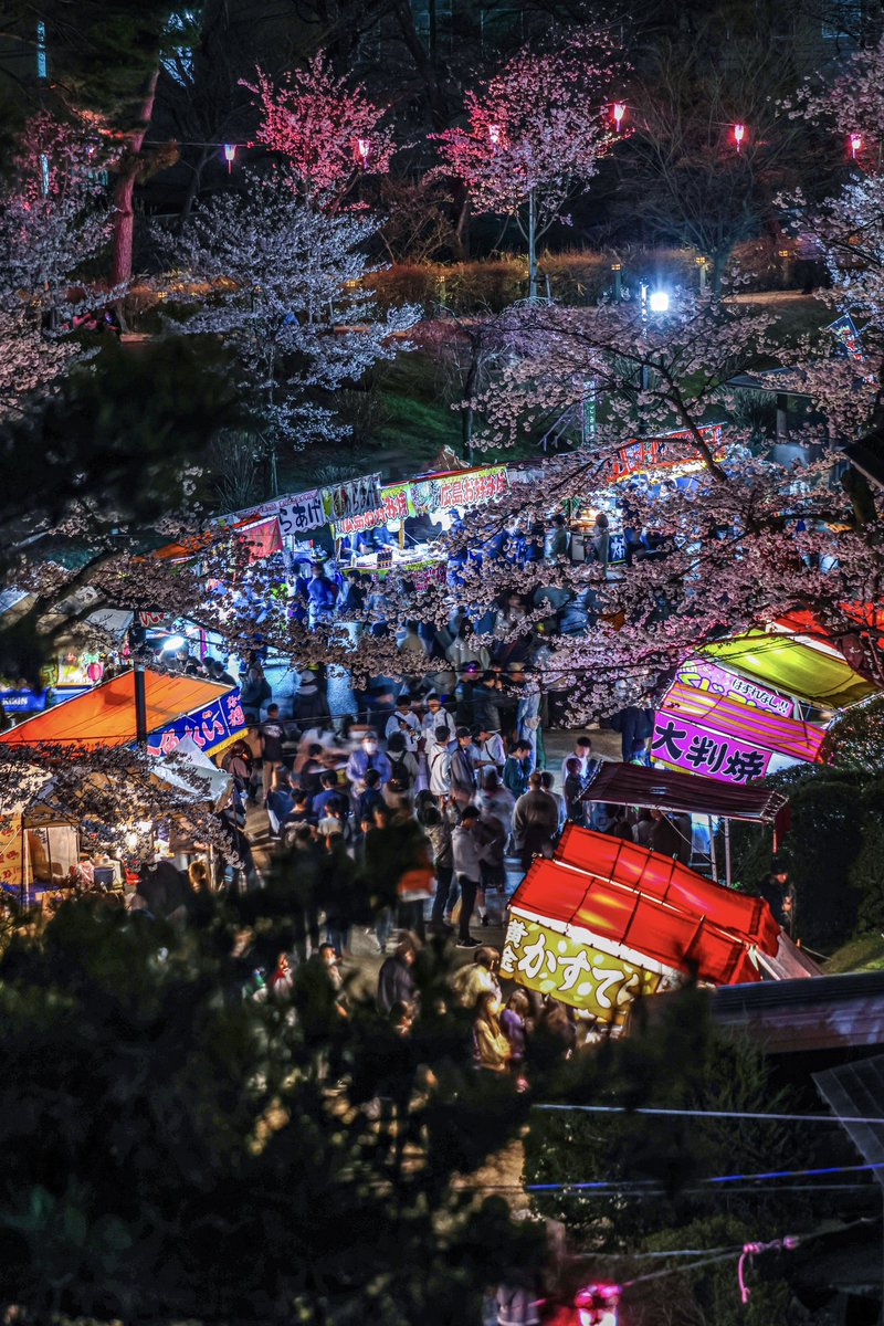 千秋公園桜まつり2024