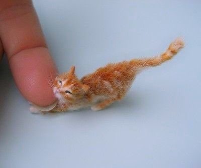 Give a tiny cat to me