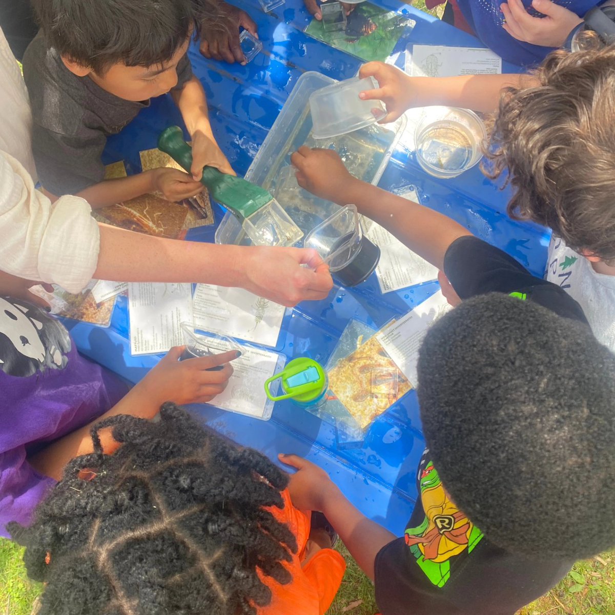 UrbanAdvSquad's tweet image. TURTLE POWER! Spring break at Kenilworth Aquatic Gardens means a daily 🐢 count of 40+!

Thank you to Shannah from @KenAqGardens for leading pond dipping, which allowed us to observe dragonfly nymphs, small fish, &amp;amp; arthropods up close. 

#ThisIsOutdoorLearning 
#CityAsAClassroom