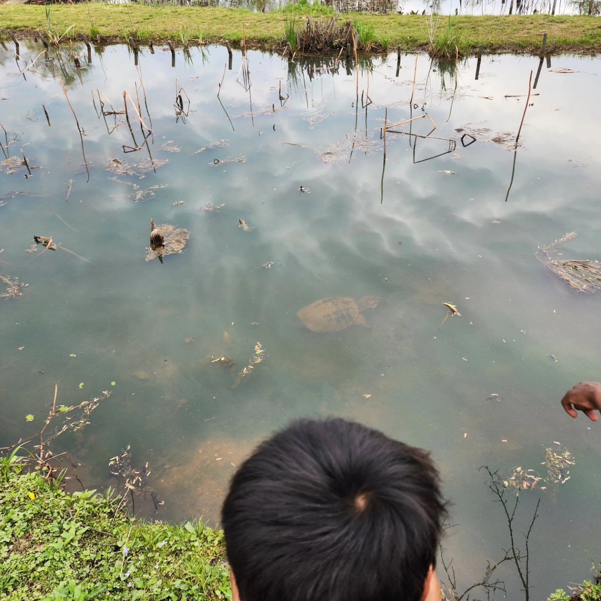 UrbanAdvSquad's tweet image. TURTLE POWER! Spring break at Kenilworth Aquatic Gardens means a daily 🐢 count of 40+!

Thank you to Shannah from @KenAqGardens for leading pond dipping, which allowed us to observe dragonfly nymphs, small fish, &amp;amp; arthropods up close. 

#ThisIsOutdoorLearning 
#CityAsAClassroom