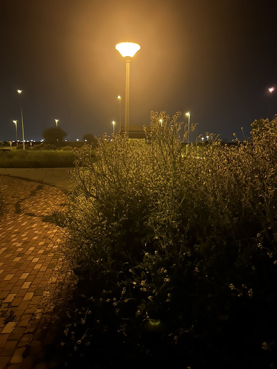 sdrodsan's tweet photo. hasta cuánto vais a dejarlo crecer ?
año tras año lo mismo… @AytoAlcorcon @CandeTesta sí, es el ensanche sur (ese sitio en el que los impuestos se ve que valen menos) https://t.co/9RWjvc2FNO