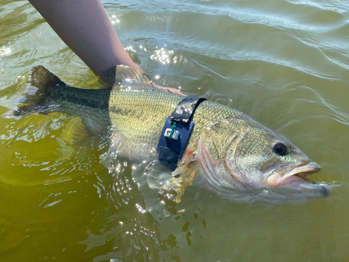 This past Saturday I got to tag along on a project evaluating short term post-release behavior for largemouth bass after a traditional angling tournament. The project will compare traditional tournaments and photo release tournaments to evaluate potential differences in behavior!