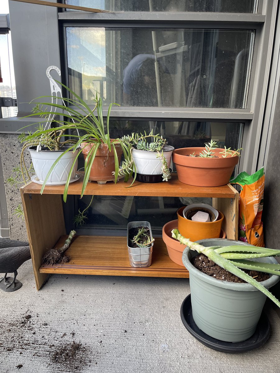 Built a little (leaning) shelf out of scrap parts just to add something to my balcony. Also repotting that aloe.