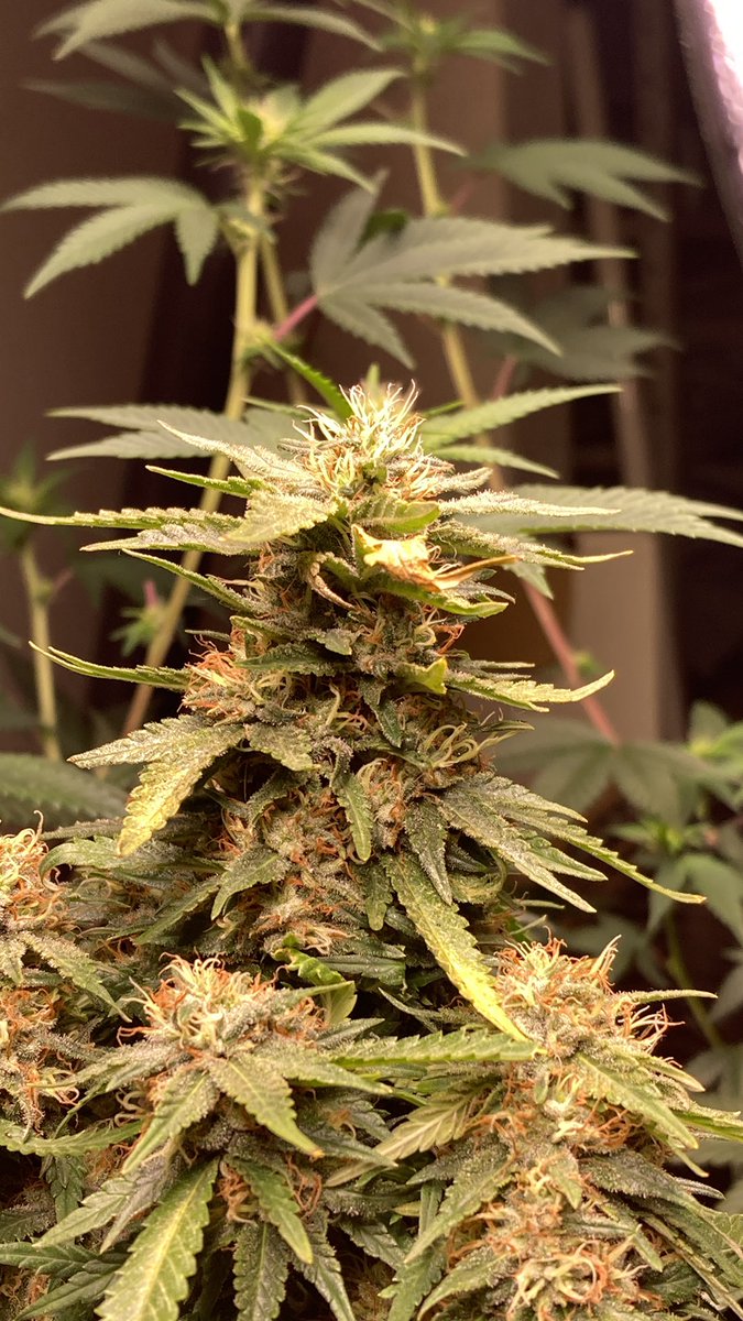 caiocezar420's tweet photo. 🚨 Foto de maconha para aumentar o engajamento 🚨 
Essa é a Smoke Dog Sped Version, atrás uma DosiDog que começou a florir agora. Quem gosta comenta, quem ama compartilha, quem ignora é careta :p https://t.co/XxxlE6ljTB
