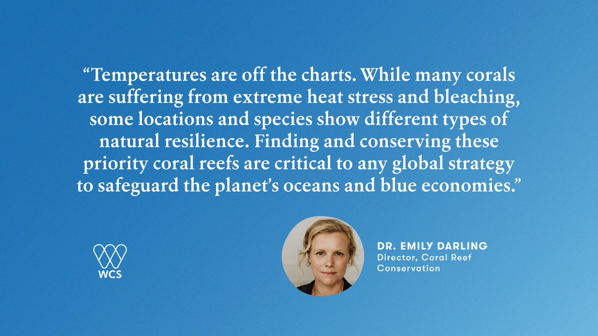 NEWS: Temperatures are off the charts. The world is experiencing its fourth global coral bleaching event. Our work #ForCoral is more urgent than ever: To find and protect the world’s most climate-resilient coral reefs, with and for communities. ➡️ bit.ly/442TiPC #4gbe