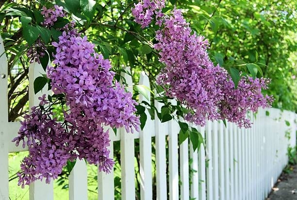 MainstreetFence's tweet photo. When planting around a fence, consider the amount of sunlight the area receives. If it is mostly shaded, consider plants that thrive in low-light conditions like ferns and bleeding hearts. If it receives a lot of sunlight, consider plants like sunflowers, marigolds, and petunias. https://t.co/GuodlkDlbK