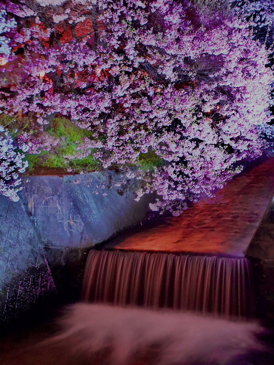 gomao712's tweet photo. 信州伊那谷飯島町。田切の道の駅の桜🌸並木。
夜のライトアップの時にいい雰囲気で撮ってみた😅
#信州
#伊那谷
#飯島町
#道の駅田切
#夜桜 https://t.co/WRZbSnjds7