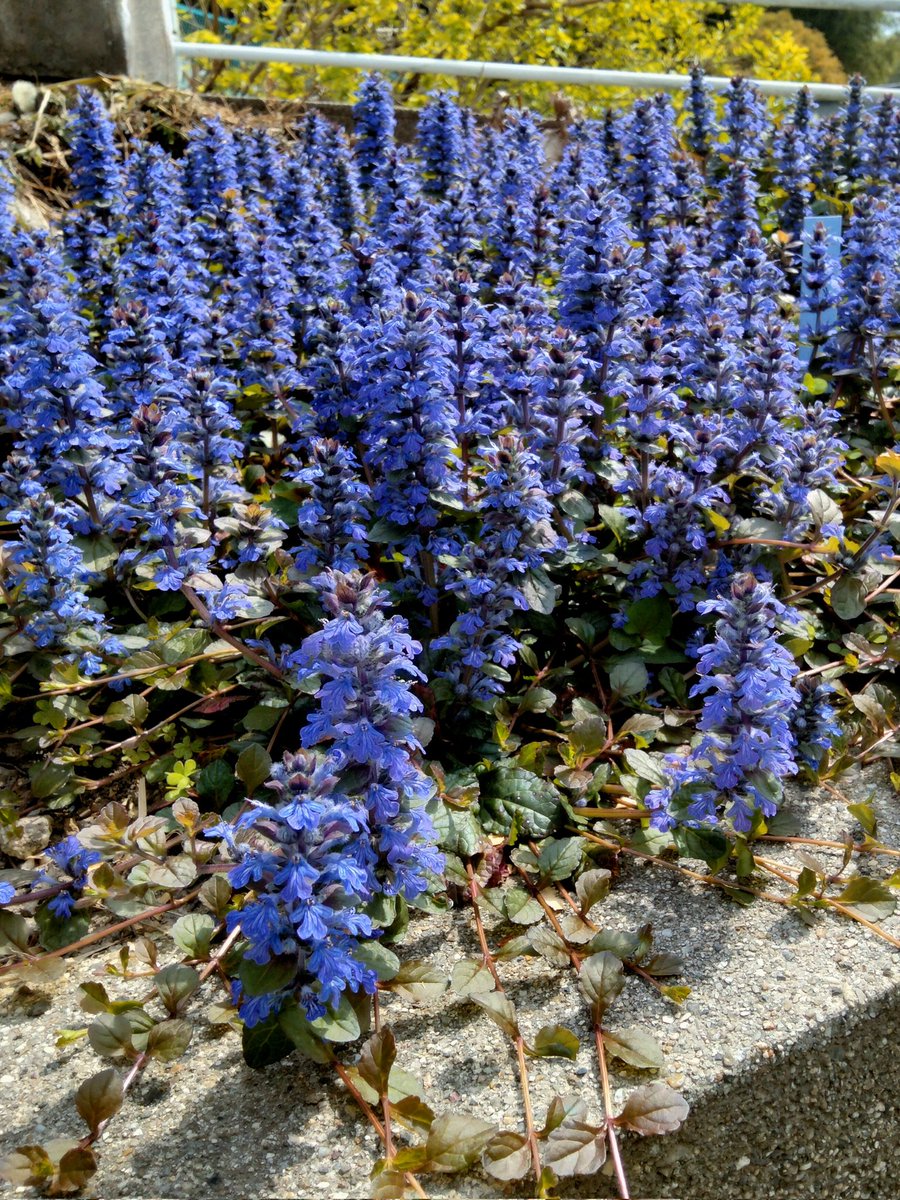 #アジュガ、#セイヨウジュウニヒトエ
さすがのお色
さすがの
#西洋十二単
だな🪻

神さまスゴイよ

#教会の花、#ガーデニング、#園芸初心者、#花いっぱい、#花が好き、#グランドカバー、#スマホ撮影、#キリトリセカイ