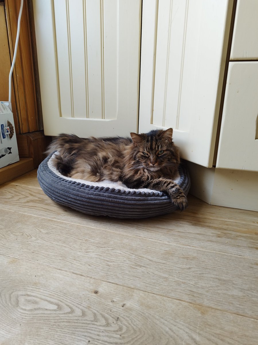 Hanu the Cat tweet media