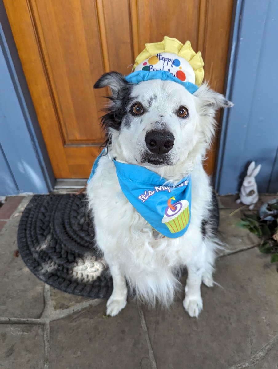 This #MoreFurLessMonday is a little different today. It's my dog's Birthday! Maxwell turned 10 years old!! 🐶🎉 He and my old dog inspired my fursona. They are the reason why Sparky is a border collie! I just love them so much 🥰