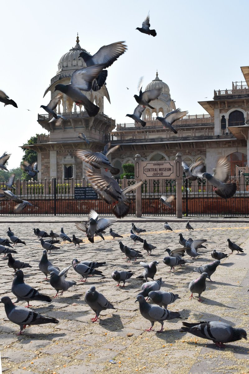 Tenemos que alimentar a los pájaros.🐦🕊️ Los hemos invitado a vivir en nuestras ciudades y embellecerlas, por eso estamos obligados a cuidarlos.