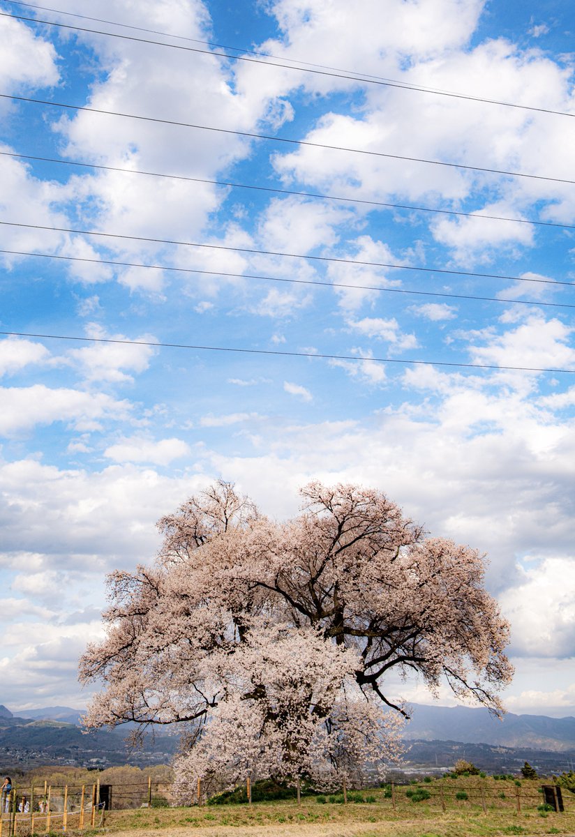 青空と一本桜