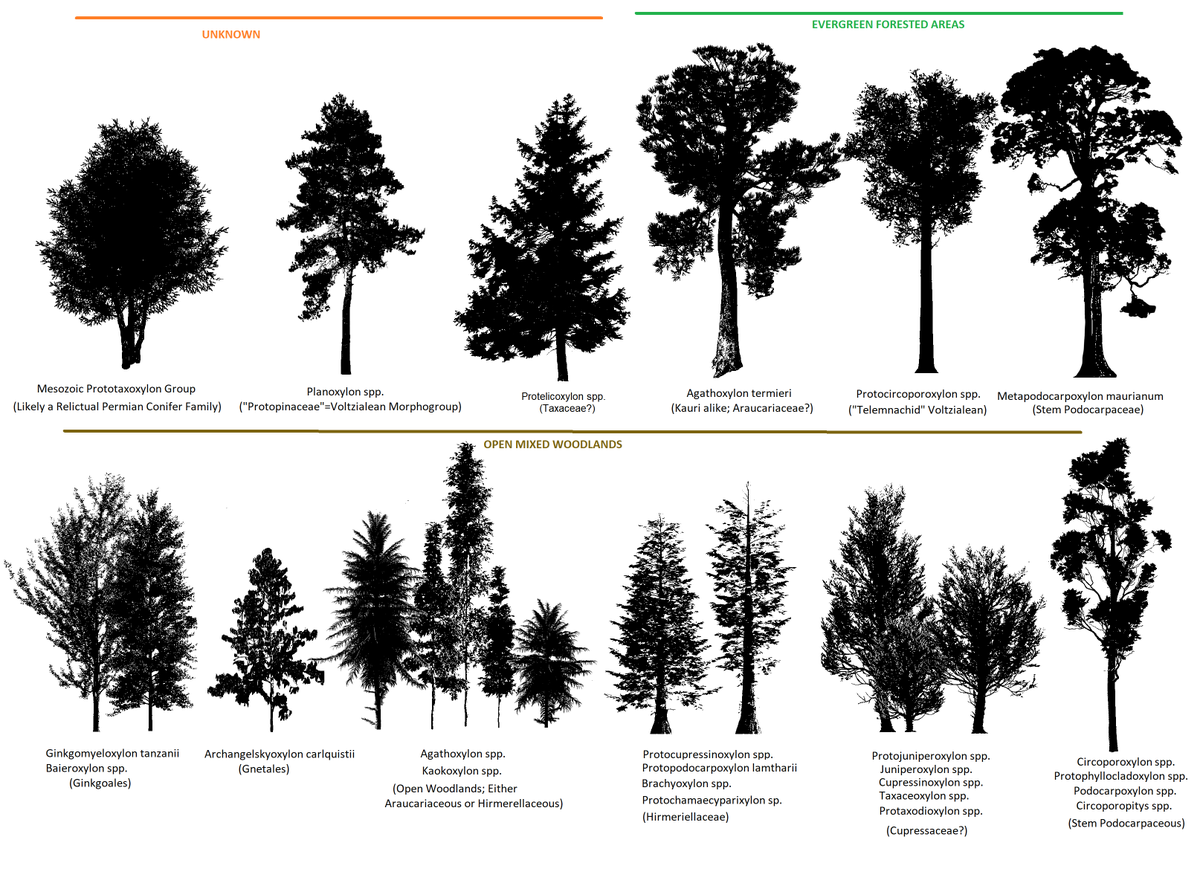 OOOOHHH PLANTA! Gondwanan Jurassic Arboreal Woods Figures are based on Globle Plants 3D Model Website #Paleobotany #paleoart #paleo #Jurassic